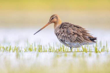 Majestic Black-Taed Godwit (Limosa Limoza) gezgin kuş yürüyor ve kameraya bakıyor. Bu tür Hollanda kıyı bölgelerinde ürüyor. Dünya nüfusunun yaklaşık yarısı Hollanda 'da ürüyor. Avrupa 'da vahşi yaşam sahnesi.