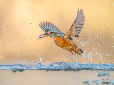 Ortak Avrupa Kingfisher (Alcedo at this). Kingfisher Nehri sudan çıktıktan sonra uçarak parlak doğal arka planda balık yakalar. Avrupa 'da Vahşi Yaşam Doğası Sahnesi.
