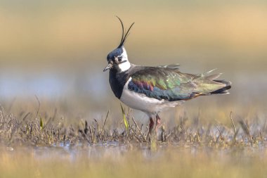 Northern Lapwing (Vanellus vanellus) Guarding its territory in grassland Breeding Habitat. This Plover has spectaculair Song Flight and Display Behaviour. Wildlife Scene of Nature in Europe with Bright Background. clipart