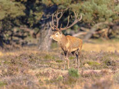 Erkek kızıl geyik (Cervus elaphus) güneşte poz verir. Kızıl geyik Avrupa 'nın büyük bölümünde yaşar. Erkek bir hayvan, geyik demektir. Avrupa 'da vahşi yaşam sahnesi.