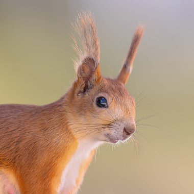 Red Squirrel (Sciurus vulgaris) Portrait. Rodent looking at camera. Close Up of Squirrel Head in Finland. Wildlife scene of nature in Europe clipart