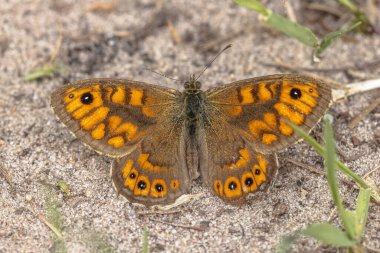 Wall Brown Butterfly (Lasiommata megera) resting on ground between vegetation. Wildlife Scene of Nature in Europe. clipart