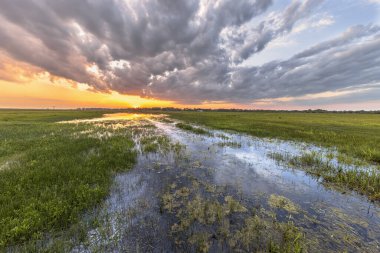 Hollanda, Sint Jansklooster yakınlarındaki Weerribben Ulusal Parkı 'nda çimenlerin su yüzeyine yansıttığı turuncu renkli günbatımı ile sulak arazi