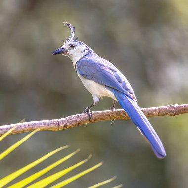 Beyaz boğazlı saksağan kuşu (
