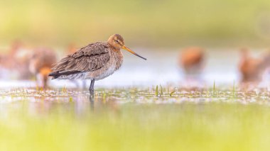 Small Group of Black-tailed Godwit (Limosa limosa) Resting and Foraging in shallow Water of a Wetland during Migration. The Netherlands as an important Breeding habitat for the Black Tailed Godwit as well. Wildlife image of Nature in Europe with brig