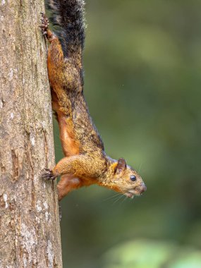 Kosta Rika 'da ağaçta koşan değişken sincap (Sciurus varegatoides). Orta Amerika 'da vahşi doğa manzarası