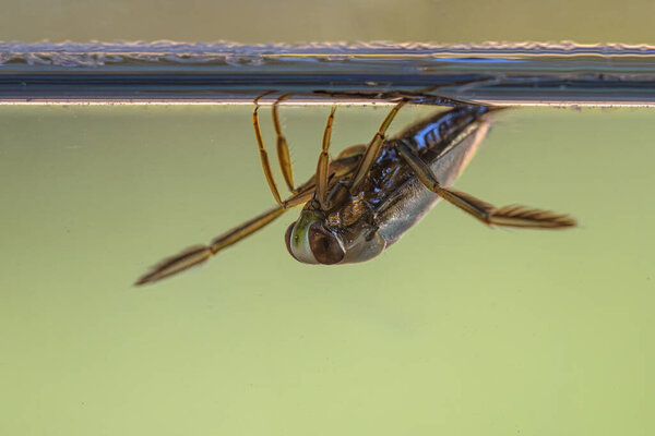 Greater Water-Boatman or Common Backswimmer (Notonecta glauca). Submersed Water Insect swimming on waterlevel in clear water. Wildlife scene of nature in Europe.