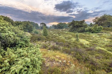 Hollanda, Drenthe 'deki Ulusal Park Dwingelderveld' de çiçek açan Heathland 'da gün doğumu. Avrupa 'daki doğa manzarası.