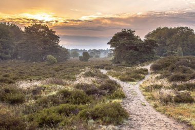 Hollanda, Drenthe 'deki Ulusal Park Dwingelderveld' de çiçek açan Heathland 'da gün doğumu. Avrupa 'daki doğa manzarası.