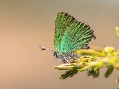 Green hairstreak (Callophrys rubi) butterfly resting on green leaf with green background. Wildlife scene of nature in Europe. clipart