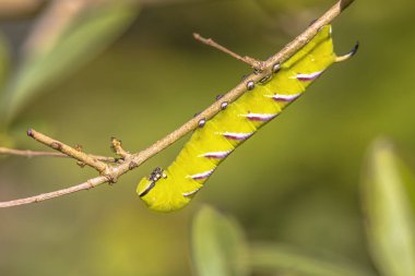 Privet Şahin Güvesi (Sphinx ligustri), Palearktik Alemi 'nin çoğunda bulunan bir güvedir. Avrupa 'da vahşi yaşam sahnesi.