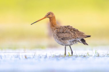 Majestic Black-Taed Godwit (Limosa Limoza) gezgin kuş yürüyor ve kameraya bakıyor. Bu tür Hollanda kıyı bölgelerinde ürüyor. Dünya nüfusunun yaklaşık yarısı Hollanda 'da ürüyor. Avrupa 'da vahşi yaşam sahnesi.