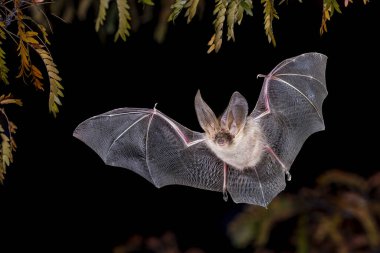 Brown Long-Eared Bat (Plecotus auritus) flying in mid air in Forest Environment. Wildlife Scene of Nature in Europe. clipart