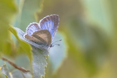 Holly Blue (Celastrina argiolus), Lycaenidae familyasından Palearctic familyasına ait bir kelebek türü. Avrupa 'da Doğa Sahnesi