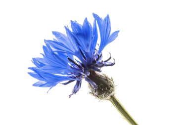 Beyaz arka planda mavi çiçek (Centaurea siyanus) ya da Bekar Düğmesi (Bachelor 's Button). Avrupa 'da doğanın botanik sahnesi.