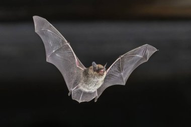 Doğal Ortam 'da havada uçan Bıyıklı Yarasa (Myotis mystacinus). Avrupa 'da Vahşi Yaşam Doğası Sahnesi.