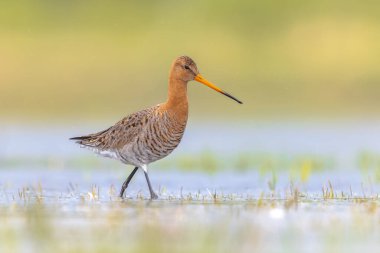 Majestic Black-Taed Godwit (Limosa Limoza) gezgin kuş yürüyor ve kameraya bakıyor. Bu tür Hollanda kıyı bölgelerinde ürüyor. Dünya nüfusunun yaklaşık yarısı Hollanda 'da ürüyor. Avrupa 'da vahşi yaşam sahnesi.
