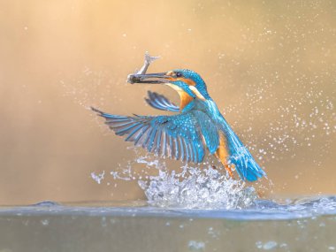 Ortak Avrupa Kingfisher (Alcedo at this). Kingfisher Nehri sudan çıktıktan sonra uçarak parlak doğal arka planda balık yakalar. Avrupa 'da Vahşi Yaşam Doğası Sahnesi.