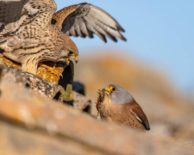 Erkek Küçük Kerkenez (Falco naumanni) üreme kolonisinde dişilere yiyecek transferi sunar. Bu kuş türü Akdeniz 'den Afganistan' a ve Orta Asya 'dan Çin' e kadar çoğalır. Bu bir Yaz Göçmeni. Avrupa 'nın doğasında vahşi yaşam sahnesi.