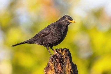 Karatavuk (Turdus merula). Avrupa 'nın en tanıdık kuşlarından biri parklarda ve bahçelerinde. Erkek kuş ağaçtaki dala tünemiş ve yiyecek arıyordu. Doğadaki vahşi yaşam. Hollanda