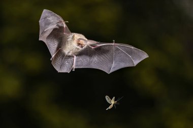Kahverengi Uzun Kulaklı Yarasa (Plecotus auritus) uçuyor ve Orman Ormanı 'nda güve yakalamaya çalışıyor. Avrupa 'da Vahşi Yaşam Doğası Sahnesi.