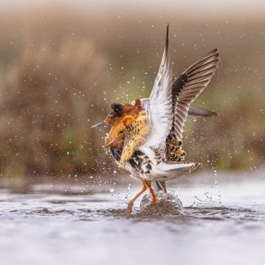 Ruff (Calidris pugnax), Avrasya 'nın kuzeyindeki bataklıklarda ve ıslak otlaklarda yetişen orta büyüklükte bir kuş türüdür. Bu son derece dost canlısı kum çulluğu göçmendir. Kuşlar çarpışıyor ve lek üzerinde dağılıyorlar. Avrupa 'da vahşi yaşam sahnesi.