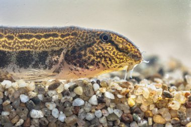 Omurgalı loach (Cobitis taenia), Avrupa 'da bir tatlı su balığıdır. Benekli tatlı su böceği olarak da bilinir. Oksijende, nehirlerin, derelerin ve durgun suların zengin sularında bulunur..
