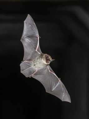Bıyıklı Yarasa (Myotis mystacinus) erkek doğal ortamda havada uçuyor. Avrupa 'da Vahşi Yaşam Doğası Sahnesi.