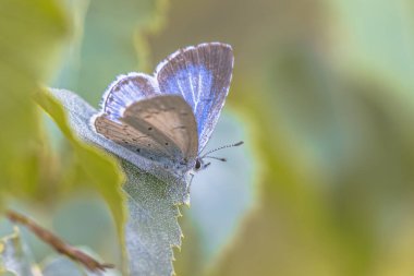 Holly Blue (Celastrina argiolus), Lycaenidae familyasından Palearctic familyasına ait bir kelebek türü. Avrupa 'da Doğa Sahnesi