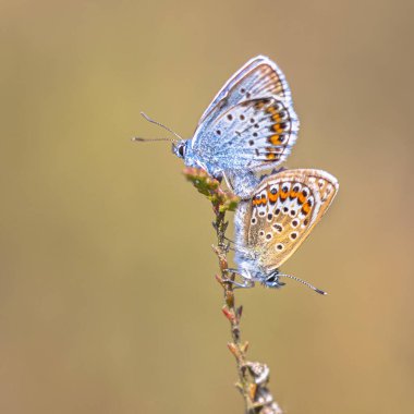 Bir kaç gümüş çivili mavi (Plebejus argus) kelebek doğal ortamlarında çimenlerin üzerinde çiftleşme