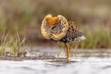Ruff (Calidris pugnax), Avrasya 'nın kuzeyindeki bataklıklarda ve ıslak otlaklarda yetişen orta büyüklükte bir kuş türüdür. Bu son derece dost canlısı kum çulluğu göçmendir. Kuşlar çarpışıyor ve lek üzerinde dağılıyorlar. Avrupa 'da vahşi yaşam sahnesi.