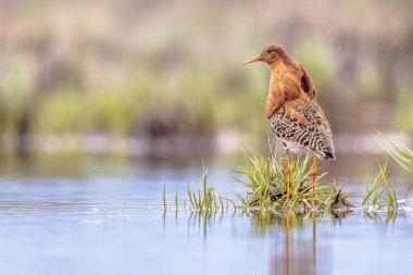 Ruff (Calidris pugnax), Avrasya 'nın kuzeyindeki bataklıklarda ve ıslak otlaklarda yetişen orta büyüklükte bir kuş türüdür. Bu son derece dost canlısı kum çulluğu göçmendir. Kuşlar çarpışıyor ve lek üzerinde dağılıyorlar. Avrupa 'da vahşi yaşam sahnesi.
