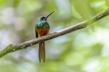 Rufous-tail jacamar (Galbula ruficauda), Yeni Dünya 'da yetişen bir kuş türüdür. Parlak arka planda. Orta Amerika 'da vahşi yaşam sahnesi.