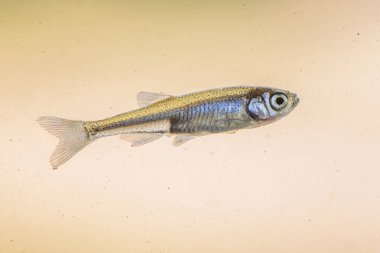 Sunbleak, Belica veya Moderlieschen (Leucaspius delineatus), Cyprinidae familyasından bir tatlı su balığı türü. Belica, Avrupa 'nın ılıman kıtasının her yerinde bulunur ve Kafkasya bölgesindeki Orta Asya' ya zar zor uzanır..