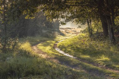 Hollanda, Drenthe 'deki Ulusal Park Dwingelderveld' de çimenli kum yolu üzerinde gün doğumu. Avrupa 'daki doğa manzarası.