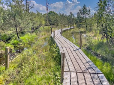 Hollanda 'nın Drenthe eyaletindeki Dwingelderveld Ulusal Parkı' nın Heathland kentinde yükseltilmiş sahil yolu. Avrupa 'da Doğa Manzarası.