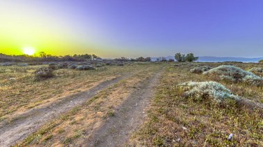Yunanistan 'ın Lezbiyen Adası' ndaki Alykes sulak arazilerindeki çalı bitkisi.