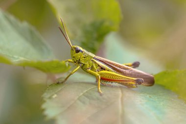 Büyük Marsh Grasshopper (Stethophyma grossum). Doğal ortamdaki çimenlere tünemiş. Avrupa 'da vahşi yaşam sahnesi.