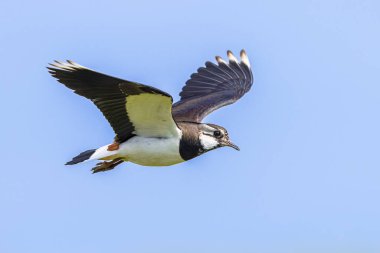 Kuzey Lapwing (Vanellus vanellus) üreme habitatında uçar. Bu Plover 'ın Song Uçuş ve Görünüm Davranışları muhteşem. Parlak Arkaplanlı Vahşi Yaşam Doğası Avrupa 'da.