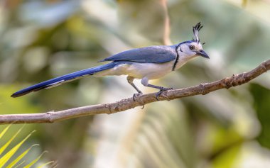 Beyaz boğazlı saksağan kuşu (