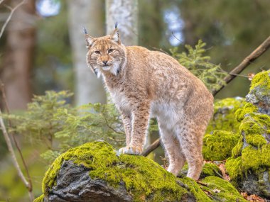 Bu orta büyüklükteki Avrasya Yırtıcı Kedisi Sibirya, Orta, Doğu ve Güney Asya, Kuzey, Orta ve Doğu Avrupa 'ya özgüdür. Kışın doğal orman ortamında dinleniyor.