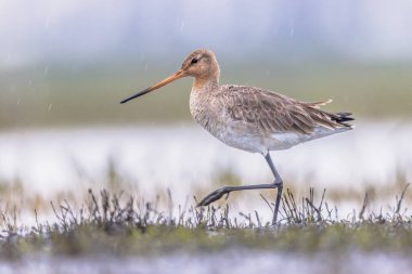 Majestic Black-Taed Godwit (Limosa Limoza) gezgin kuş yürüyor ve kameraya bakıyor. Bu tür Hollanda kıyı bölgelerinde ürüyor. Dünya nüfusunun yaklaşık yarısı Hollanda 'da ürüyor. Avrupa 'da vahşi yaşam sahnesi.