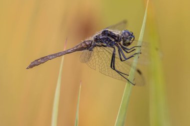 Siyah Darter Dragonfly (Sympetrum danae), Güzel Vibrant Otlağı Arkaplanlı bir dal üzerinde. Avrupa 'da Vahşi Yaşam Doğası Sahnesi
