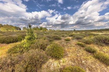 Zuid Hijkerzand Doğa Rezervi 'nde açık bitki örtüsü olan Arid Heathland. Drenthe, Hollanda. Avrupa 'da vahşi yaşam sahnesi.