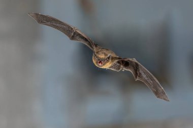 Uçan Pipistrelle yarasa (Pipistrellus pipistrellus) mavi arka plan üzerinde avcılık hayvan yüksek hızlı fotoğraf çekimi. Bu tür roosting ve Avrupa ve Asya'da kentsel alanlarda yaşayan için biliyorum.