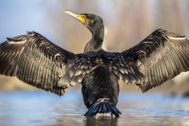 Csaj Gölü, Kiskunsagi Ulusal Parkı, Pusztaszer, Macaristan 'da bulunan büyük karabatak (Phalacrocorax carbo). Şubat. Bu büyük siyah kuş Avrupa, Asya, Afrika, Avustralya ve Kuzey Amerika 'da bulunur..
