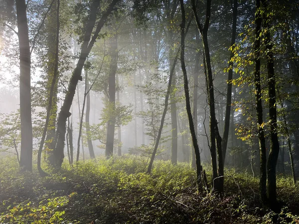 Luz Niebla Brumosa Los Bosques Matutinos —  Fotos de Stock
