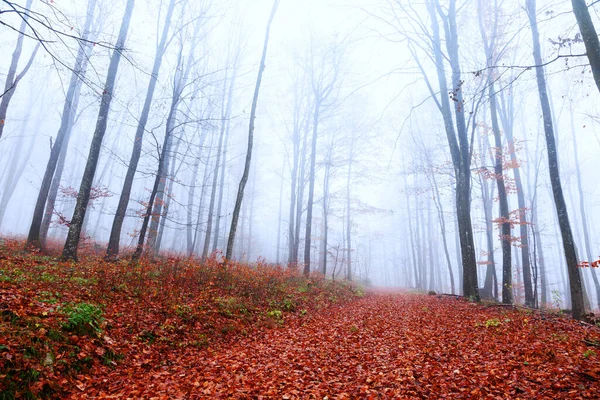 Foggy Autumn Forest Road Covered Red Leaves — Stock Photo, Image
