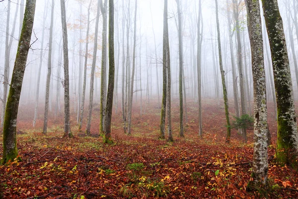 Büyülü Sonbahar Mevsimi Ormanı Büyük Ağaçlar Manzaralı — Stok fotoğraf