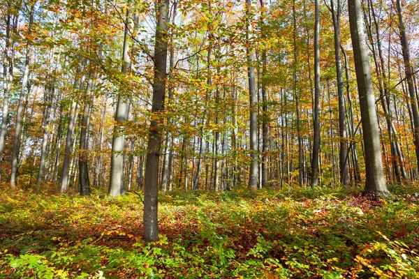 Día Soleado Mágicos Bosques Coloridos Temporada Otoño — Foto de Stock